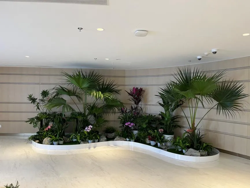 宁波慈溪盆景租赁价格实惠